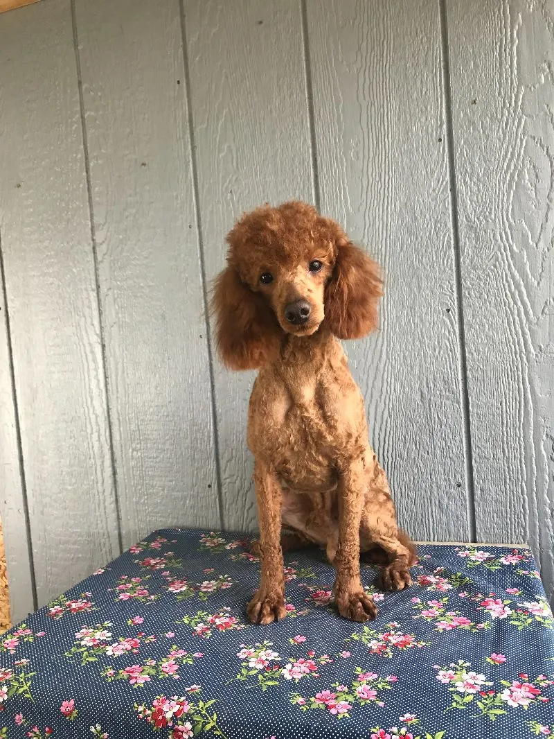 AKC Male Poodle