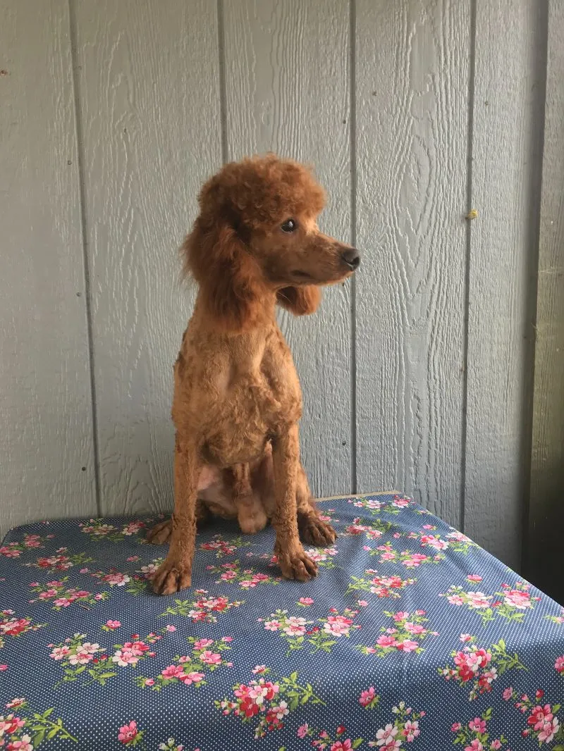 AKC Male Poodle