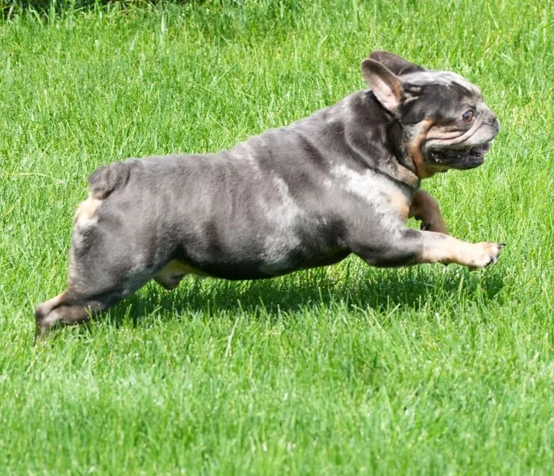 French Bulldog Male 