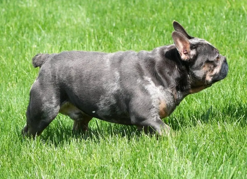 French Bulldog Male 