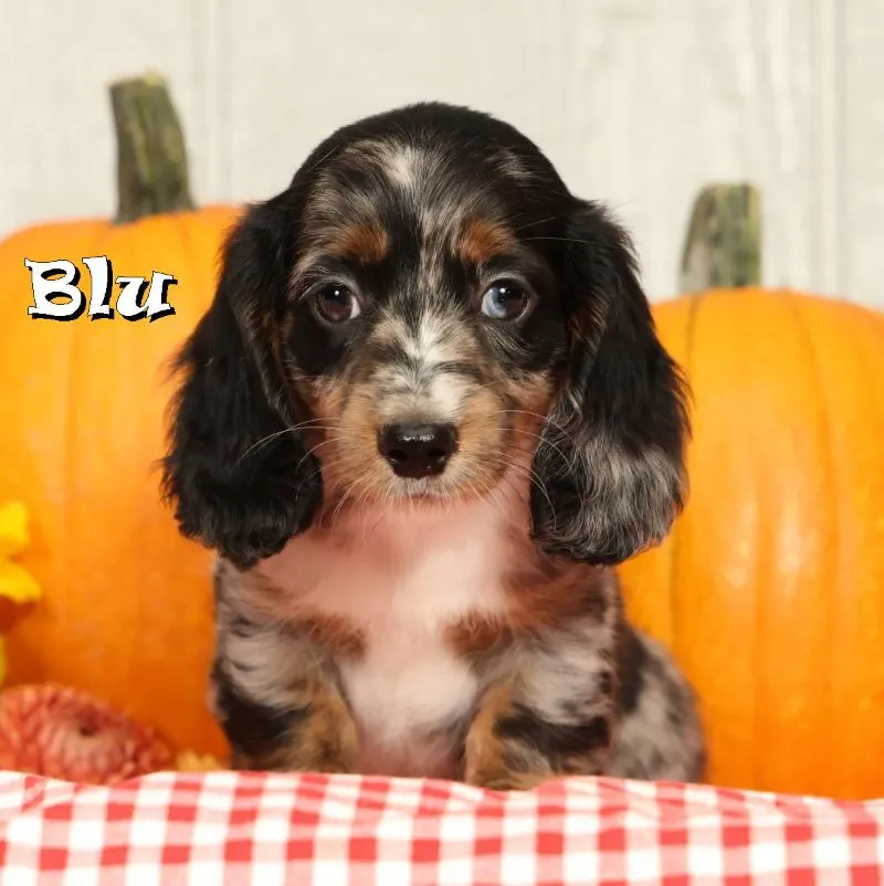 Mini Dachshund Puppy Litter