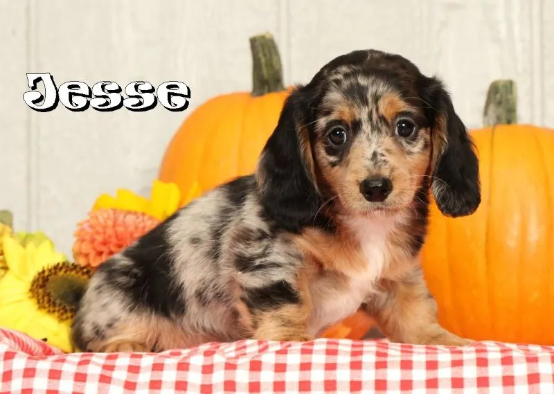 Mini Dachshund Puppy Litter