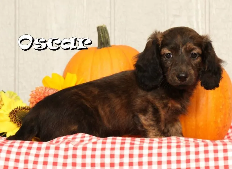 Mini Dachshund Puppy Litter