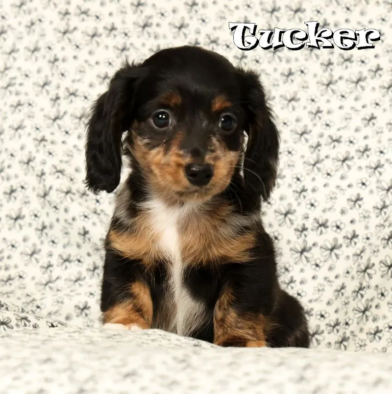 Mini Dachshund Puppy Litter