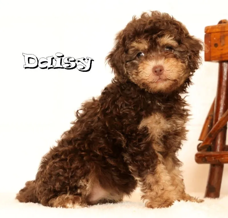 Havapoo Puppy Litter