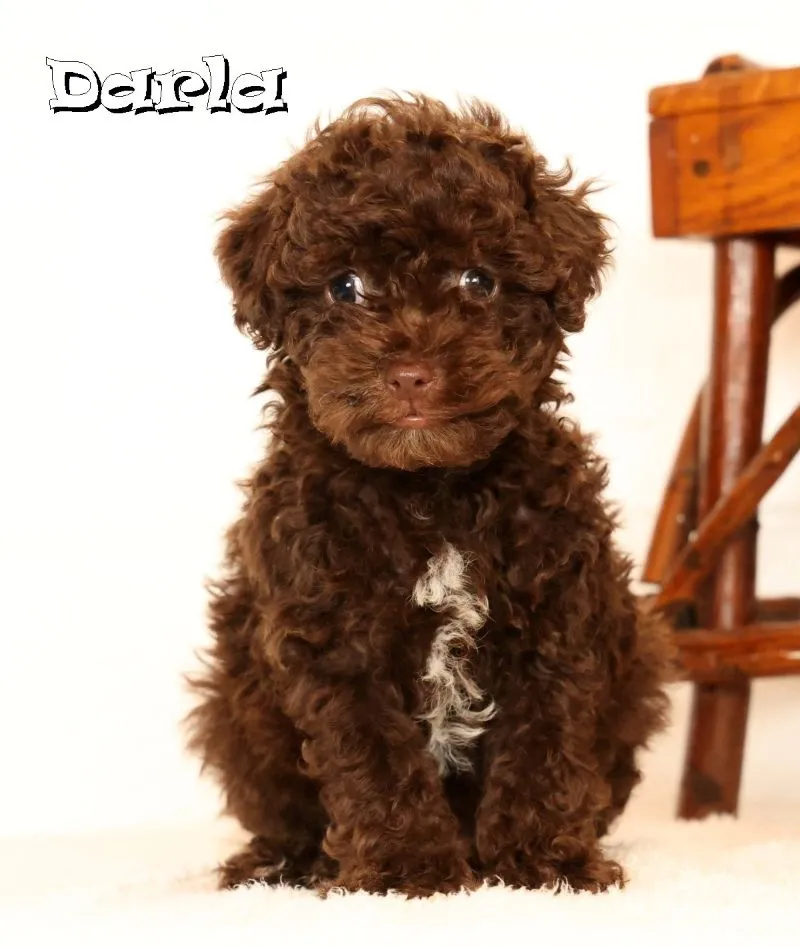 Havapoo Puppy Litter