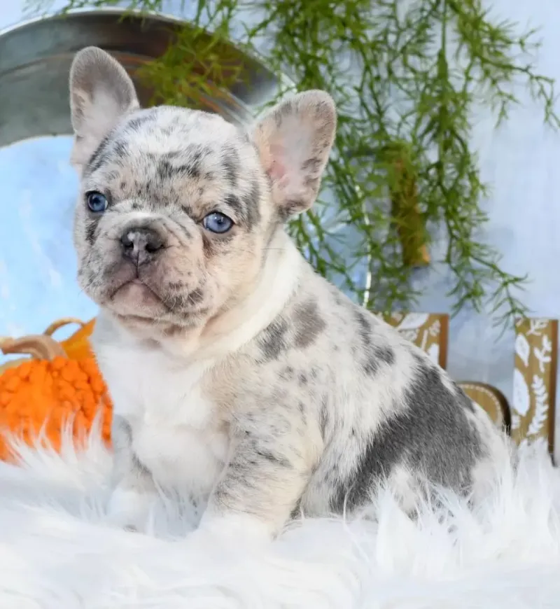 Blue Burd Ridge Canine